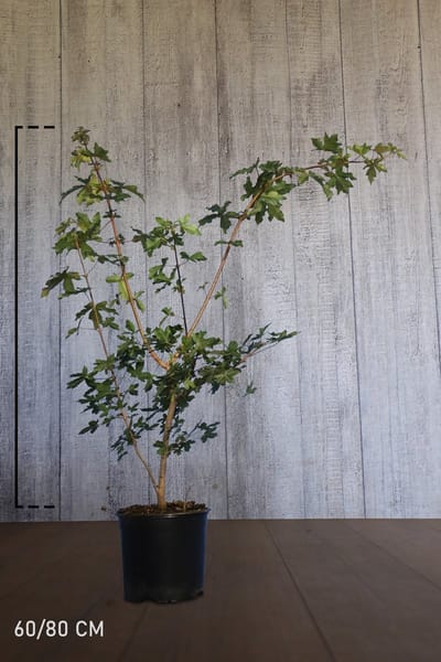 Plants Online - Haagplanten - Heesters - Veldesdoorn of Spaanse Aak - Pot 60-80 cm - set van 10 - Bladverliezend - Geschikt als hoge en lage haag - Informele haag - Prachtige herfstkleur