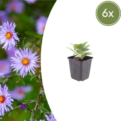 Tuinplantenshop.com | Aster frikartii 'Monch' | 6 stuks - Ø9cm - 10-25cm hoog - Tuinplant