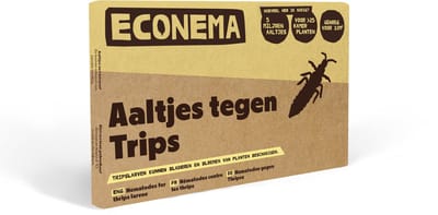 Aaltjes tegen Trips larven – 500 m² – Trips in kamerplanten – kleine beestjes en bladschade