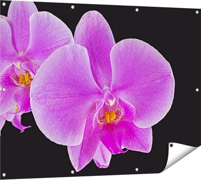 Gards Tuinposter Licht Paarse Orchidee - Bloem - 120x90 cm - Tuindoek - Tuindecoratie - Wanddecoratie buiten - Tuinschilderij