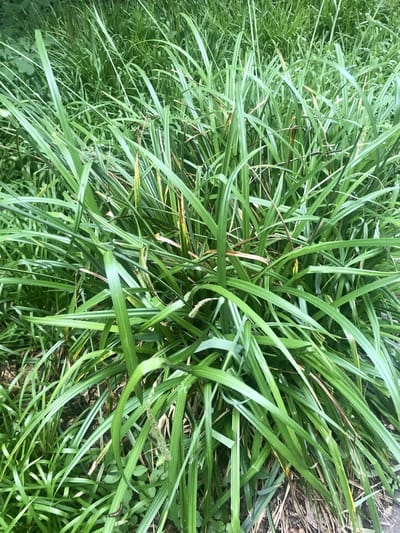 6x Hangende zegge - Carex pendula