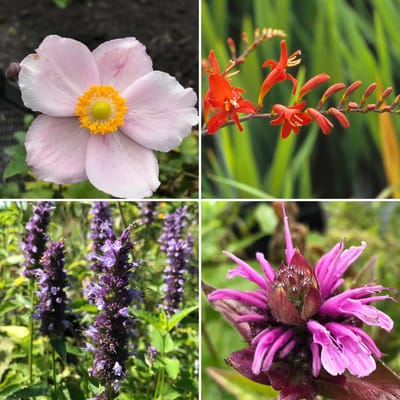 Borderpakket vaste planten: Insectentuin (Bijen en vlinders) - 12 stuks - 2m2 - P9 Pot (9 x 9cm) - Dima Vaste Planten