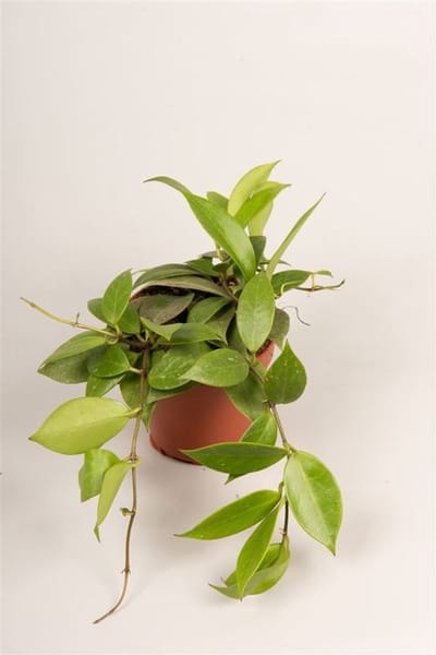 JUNAVERA Hoya 'Sunrise' terrariumplant | ook als kamerplant | 12 cm pot | 15 cm hoog