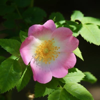 Rosa 'Frau Dagmar Hastrup' - Prachtige rozen voor in de tuin