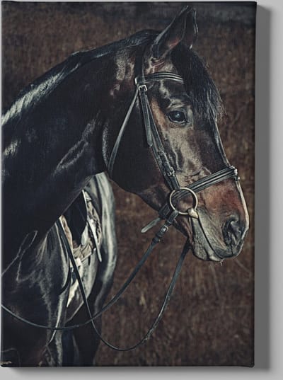 Canvas Schilderij - Dieren - Paard - Portret - Wanddecoratie - 60x40x2 cm
