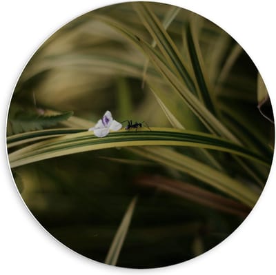 Forex Wandcirkel - Mier op Plantje - 60x60cm Foto op Wandcirkel (met ophangsysteem)