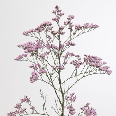 25x Lim.safora oshi pink 60cm