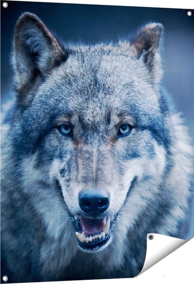 Gards Tuinposter Wolvenkop met Blauwe Ogen - Wolf - 80x100 cm - Tuindoek - Tuindecoratie - Wanddecoratie buiten - Tuinschilderij