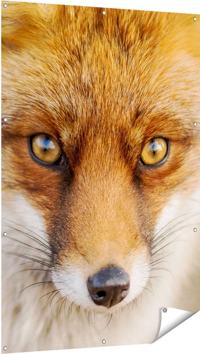 Gards Tuinposter Vossenkop met Bruine Ogen - Vos - 100x150 cm - Tuindoek - Tuindecoratie - Wanddecoratie buiten - Tuinschilderij