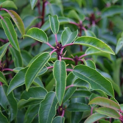 Prunus Lusitanica - Portugese laurier;Portugese laurierkers 30-40 cm pot