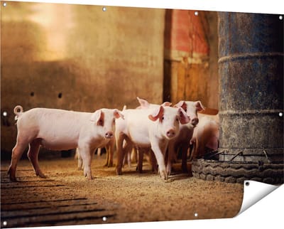 Gards Tuinposter Varkens op een Boerderij Stal - 150x100 cm - Tuindoek - Tuindecoratie - Wanddecoratie buiten - Tuinschilderij