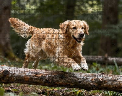 Puzzel Golden Retriever in het bos | 500 stukjes | Dierenpuzzel | Hondenpuzzel