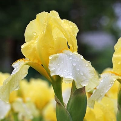Baardiris (Iris x germanica) - Iris germanica Lime Fizz – , Blauwe lis - Bijen-Vlinders - Snijbloemen - Vaste planten - bloeit in Mei / Juni