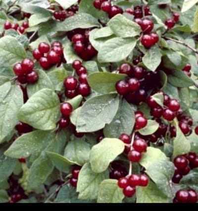 Lonicera xylosteum - Rode Kamperfoelie, Rode Struikkamperfoelie 40- 60 cm in pot
