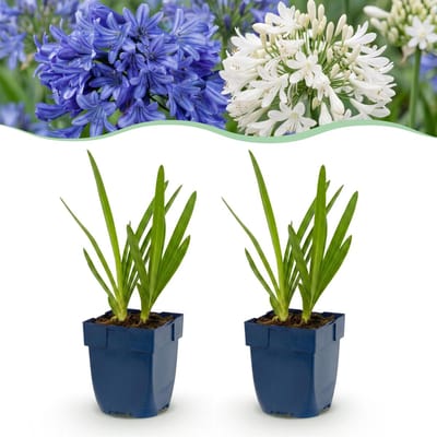 Green boutiQ - Vasteplant - Agapanthus Duo - Afrikaanse Lelie - Bijen en Vlinderlokkers - Blauw - Wit - 24 Planten - Pot 11cm - Hoogte 15-25cm