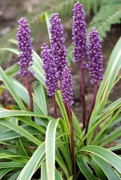 Liriope m. Variegata - Set van 12 - Leliegras - Pot P9 - Paarse Bloem - Wintergroen