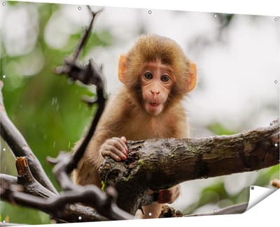 Gards Tuinposter Klein Baby Aapje op een Tak - 180x120 cm - Tuindoek - Tuindecoratie - Wanddecoratie buiten - Tuinschilderij