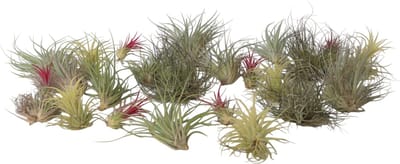 Plant in a Box - Tillandsia - Mix van 24 - Luchtplantjes - Kamerplanten - Decoratief - Hoogte 5-15cm