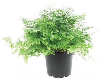 JUNAVERA Adiantum raddianum ‘Fritz-Luthi’ | Venushaarvaren in 12 cm pot | 27 cm hoge kamer- en terrariumplant