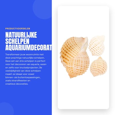 Dailygoods- Schelpen 3 stuks - Natuurlijke Decoratie - 8-10 cm - Schelp-Aquarium - Knutselwerk - Creatieve Accenten - Decoratieschelpen