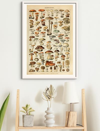 Poster In Witte Lijst Champignon Groenten - Paddenstoelen Natuur Botanisch Millot - Plant & Tuin - 50x70 cm