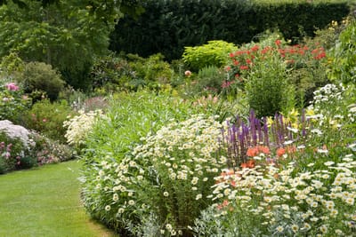 Romantische Witte border (met blauw / rode accenten) - bloeit in Mei / Juni / Juli / Augustus / September