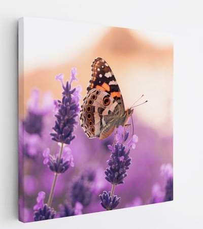 Saammp Canvas Schilderij - Vlinder bij lavendel - Bloemen - Dieren - Natuur - 20x20 - Foto op canvas - Wanddecoratie - muurdecoratie Woonkamer - Slaapkamer decoratie - Canvas Print