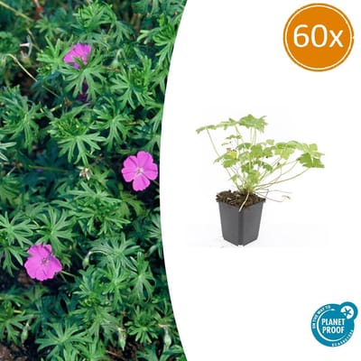 60 Stuks Ooievaarsbek 'Tiny Monster', Rose bloemen met donkere aderen, Geranium Tiny Monster - 10-25cm - Ø9cm