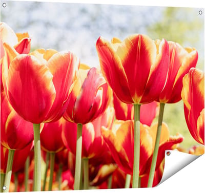 Gards Tuinposter Oranje Rode Tulpen - 100x80 cm - Tuindoek - Tuindecoratie - Wanddecoratie buiten - Tuinschilderij