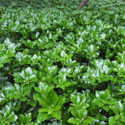 12 x Schaduwkruid of Dikkemanskruid Green Sheen - Wintergroene Bodembedekker - Pachysandra terminalis 'Green Sheen' in 9x9cm pot met hoogte 5-10cm