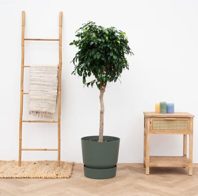 Ficus Benjamina Danielle - 140cm