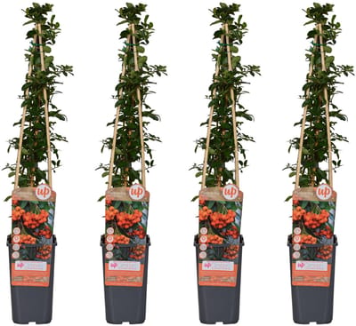 4 Stuks Vuurdoorn Oranje, 4x - Pyracantha Orange Glow - ↨65cm - Ø15