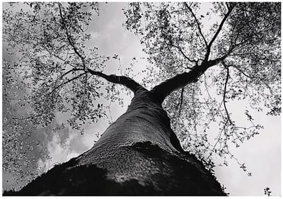 WALLARENA - Fotobehang - 150x105 cm - zwart-wit boom bos slaapkamer woonkamer vliesbehang