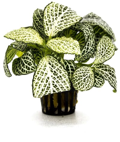 Aquaflora Fittonia ‘Mini White’ In 5 CM Pot