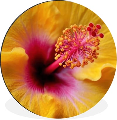 WallCircle - Wandcirkel - Muurcirkel - Geel - Hibiscus - Tropisch - Aluminium - Dibond - 30x30 cm - Binnen en Buiten
