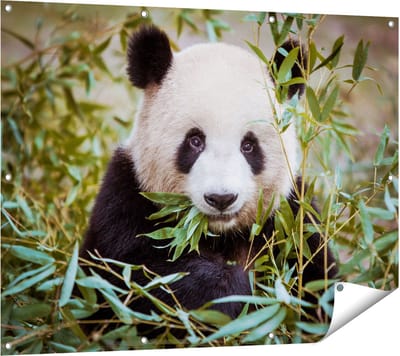 Gards Tuinposter Panda Eet Planten - 120x90 cm - Tuindoek - Tuindecoratie - Wanddecoratie buiten - Tuinschilderij