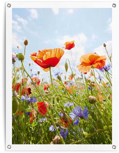 Tuinposter Bloemenveld - 80 x 60 - Canvas - REINDERS