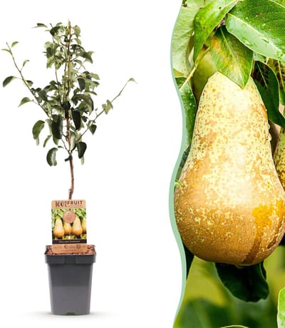 Green boutiQ - Fruitboom - Pyrus communis Conference - Perenboom - Winterhard - Groene Peer - 1 Plant - Pot 21cm - Hoogte 90cm