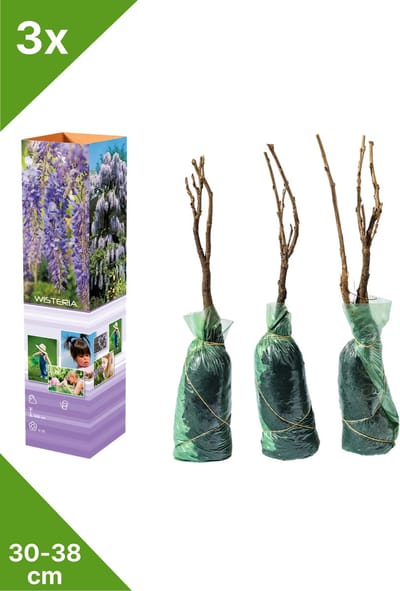 GARDENZO - 3x Blauwe regenplanten - Wisteria sinensis - in P9 pot