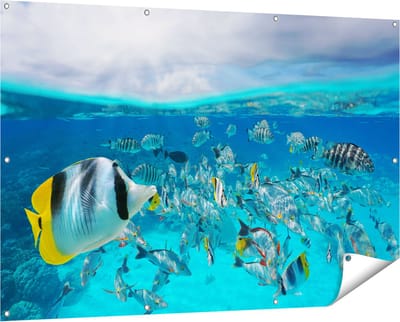 Gards Tuinposter Zwerm Gele Vissen in het Water - 150x100 cm - Tuindoek - Tuindecoratie - Wanddecoratie buiten - Tuinschilderij
