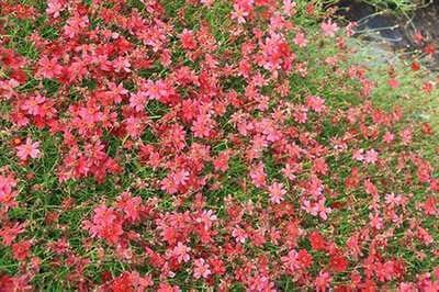 6x Meisjesogen - Coreopsis hybr. 'Limerock Ruby' | 9x9 cm pot