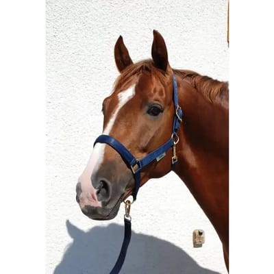 Halsband voor pony Bucas Dublin