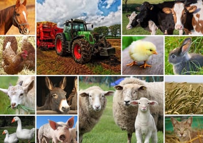Grafika puzzel Collage - boerderijdieren - 1500 stukjes legpuzzel.