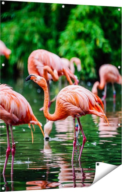 Gards Tuinposter Kudde Flamingo's in de Jungle in het Water - 90x120 cm - Tuindoek - Tuindecoratie - Wanddecoratie buiten - Tuinschilderij