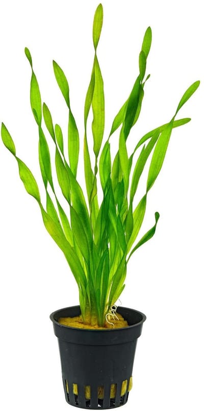 Moerings Vallisneria Spiralis | Rechte Vallisneria | in 5 cm pot