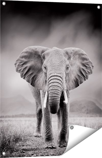 Gards Tuinposter Olifant - Zwart Wit - 60x80 cm - Tuindoek - Tuindecoratie - Wanddecoratie buiten - Tuinschilderij