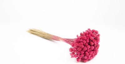 Gedroogd bloemenboeket - Droogboeket AVISSA - Huis Decoratie - Natuurlijke Braziliaanse bloem - 60 cm hoog - Roze