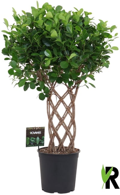 Ficus Microcarpa Moclame dubbel gevlochten 100 cm – Kamerplant – Vers Van De Kweker – Potmaat Ø27 cm