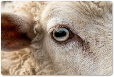 Placemats 45x30 cm - Placemat kunststof - 1 stuk - Schaap - Oog - Wit - Borden onderleggers - Decoratie voor op tafel - Keuken tafeldecoratie accessoires - Vinyl onderlegger - Tafelversiering