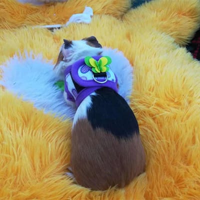 Chinchilla-wandeltuig met riem voor eekhoornhamster, rood raster en paarse liefde (S) S gray
